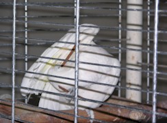 Celeste with Cinnamon